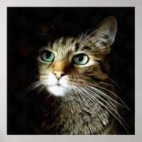Tabby Chat Aux Yeux Verts Isolé Sur Noir
