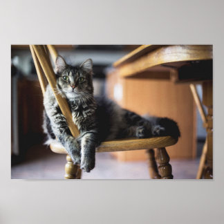Poster Tabby Chat sur Chaise à manger en bois Imprimer