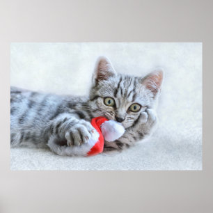 Poster Tabby gris mou Chat avec Noël Casquette