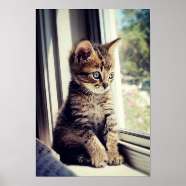 Poster Tabby Kitten Regarder (Devant)