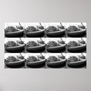 Poster Tabby orange Chat/noir/blanc photo