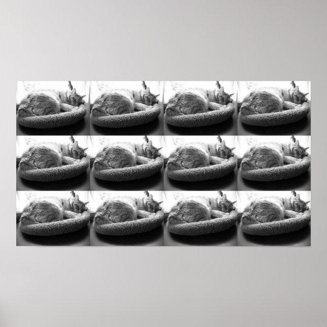 Poster Tabby orange Chat/noir/blanc photo (Devant)