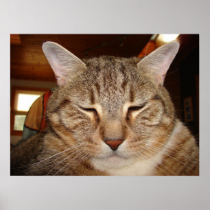 Poster Tabby Tiger Cat