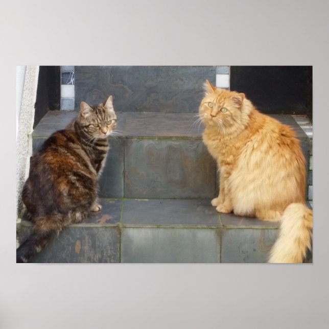 Poster Tabitha Twitchit & Mungojerrie (Devant)