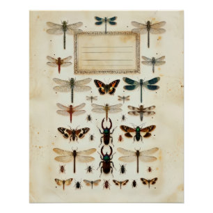 Poster Tableau de spécimens de taxonomie de coléoptère li