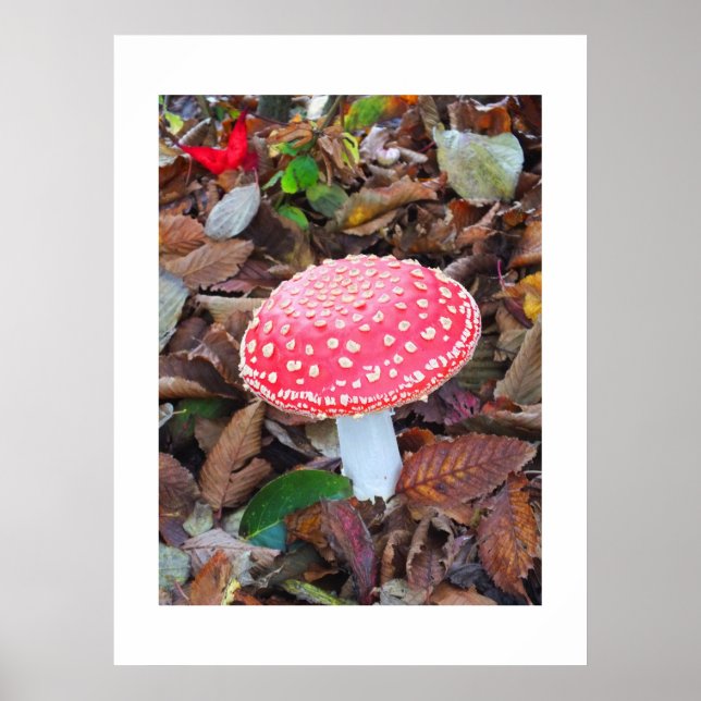Poster Tabouret rouge, Amanita muscaria (Devant)