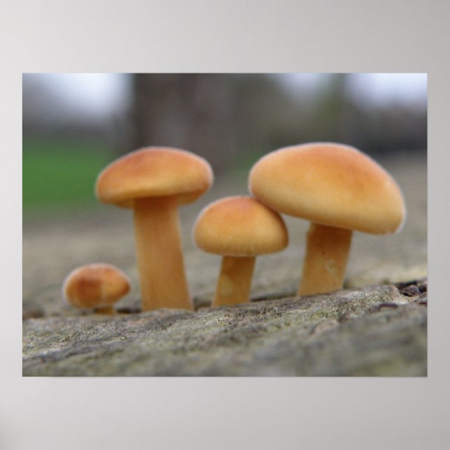 Poster Tabourets Tabourets Macro Print (Devant)