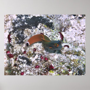 Poster Tail Spot Blenny en S Pose