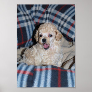 Poster Talking Tan Toy Poodle Puppy