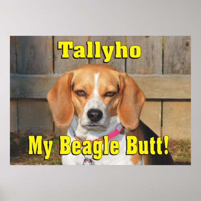 Poster Tallyho Mon Beagle Butt ! Beagle grincheux (Devant)