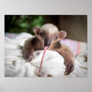 Poster Tamandua