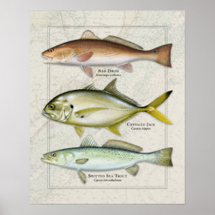 Poster Tambour rouge, Jack Crevalle, Trio truite de mer