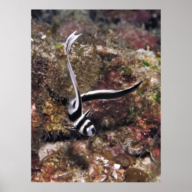 Poster Tambour tacheté Juvénile (Devant)