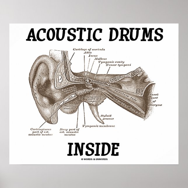 Poster Tambours Acoustiques À L'Intérieur (Anatomie De L' (Devant)