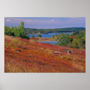 Poster TAN, États-Unis, Maine. Landes de myrtilles.