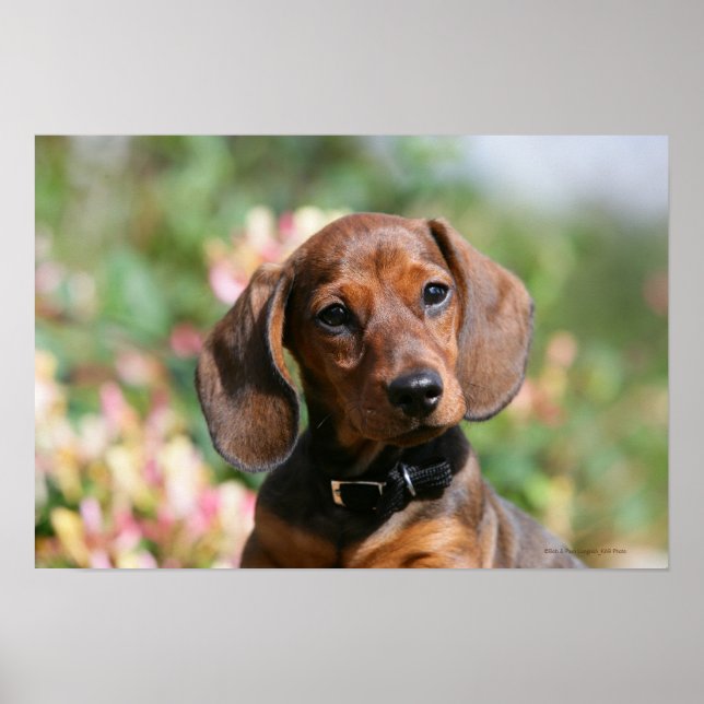 Poster Tan Miniture Dachshund (Devant)
