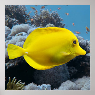 Poster Tang jaune