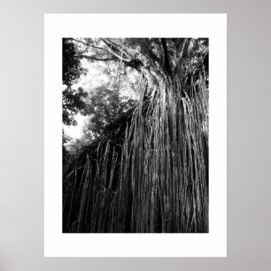 Poster Tangled Tree Australie Photographie noir et blanc