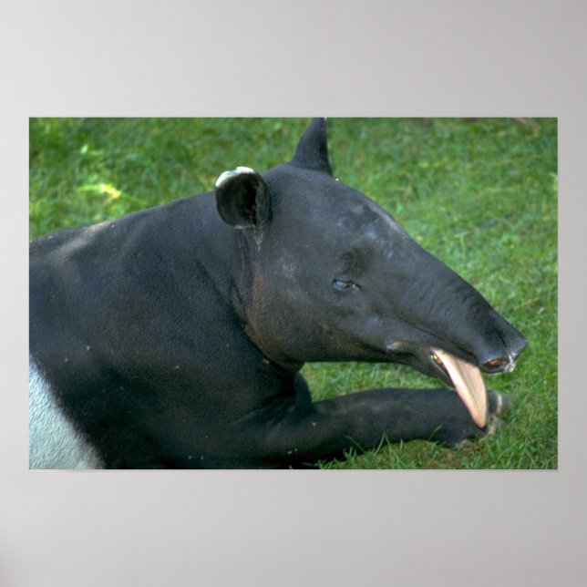 Poster Tapir (Devant)