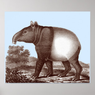 Poster Tapir asiatique - Couleur Arrière - plan et bordur