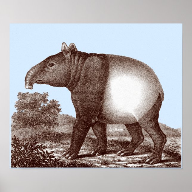 Poster Tapir asiatique - Couleur Arrière - plan et bordur (Devant)