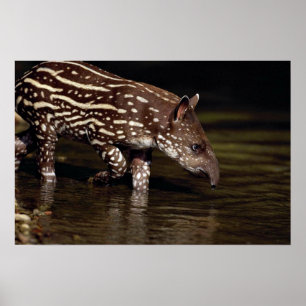 Poster Tapir brésilien, jeune veau au bord de la rivière