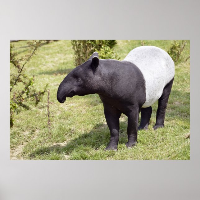 Poster Tapir malais sur herbe (Devant)