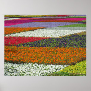 Poster Tapis de fleurs