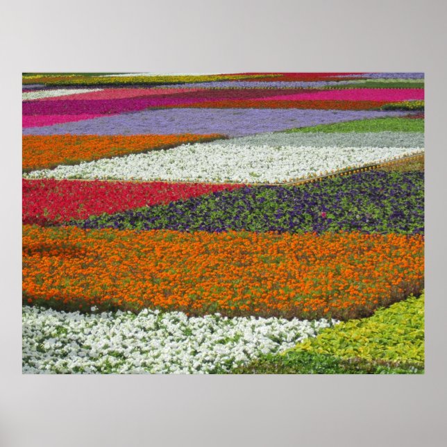 Poster Tapis de fleurs (Devant)