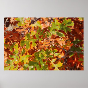 Poster Tapisserie de chêne d'automne