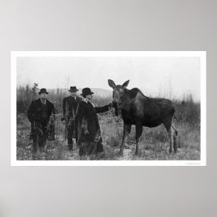 Poster Tapotement d'une photo 1921 d'orignaux