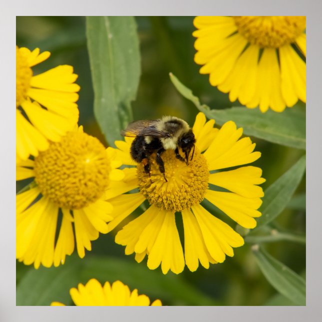 Poster Tapping In (Devant)