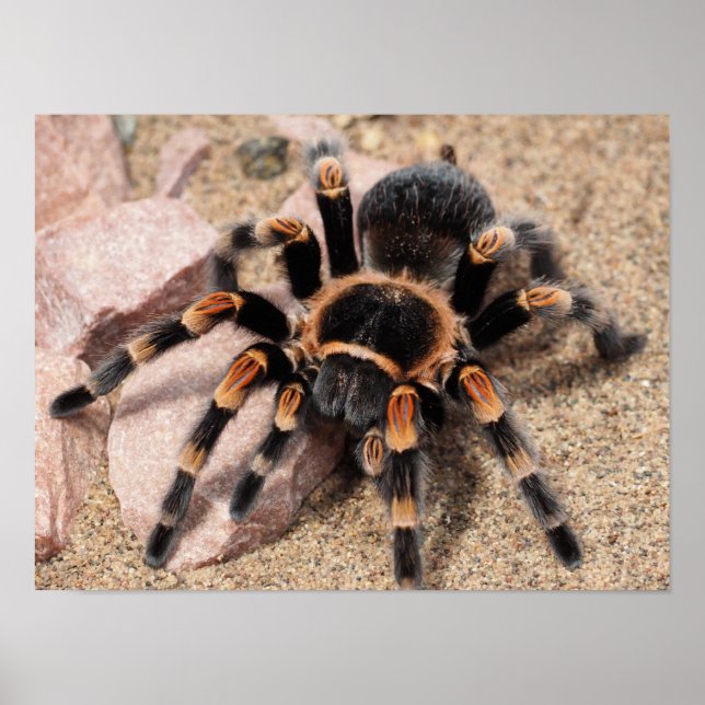 Poster Tarantula Spider du genou rouge mexicain (Devant)
