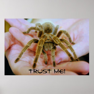 Poster Tarantula, Trust Me!