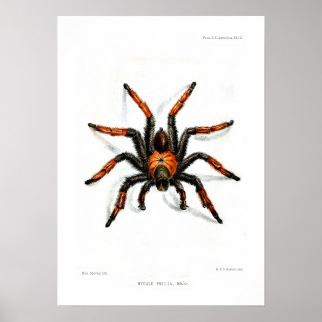 Poster tarantule à jambe rouge mexicaine (Devant)