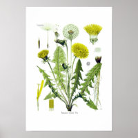 Taraxacum officinale (Dandelion)