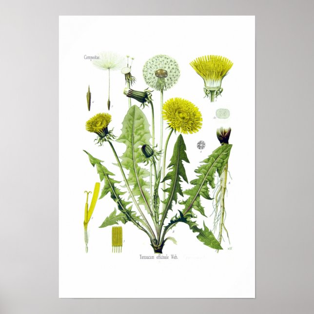 Poster Taraxacum officinale (Dandelion) (Devant)