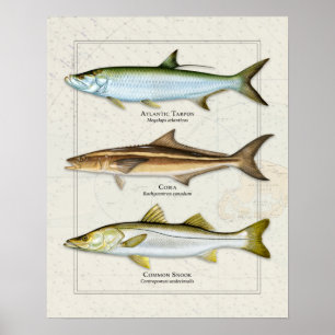 Poster Tarpon, Cobia, Trio Snook