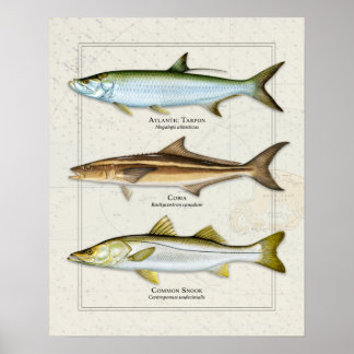Poster Tarpon, Cobia, Trio Snook