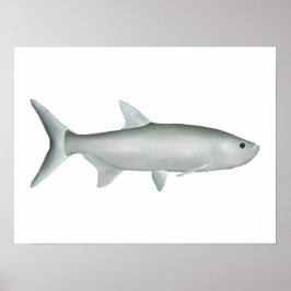 Poster Tarpon indo-Pacifique