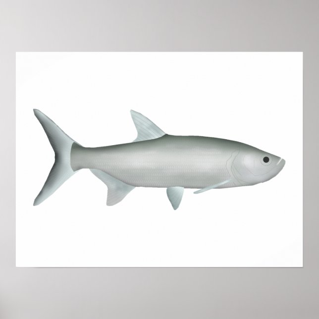 Poster Tarpon indo-Pacifique (Devant)