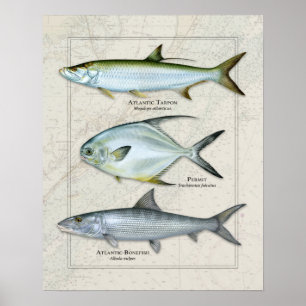 Poster Tarpon, Permis, Trio Bonefish