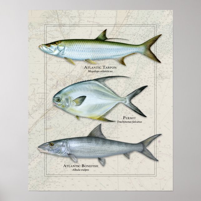 Poster Tarpon, Permis, Trio Bonefish (Devant)