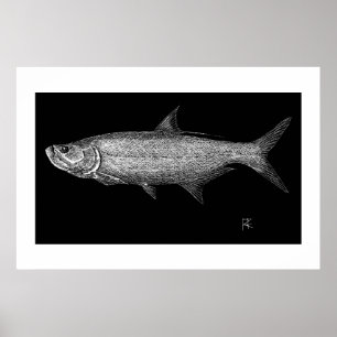 Poster Tarpon Scratch art