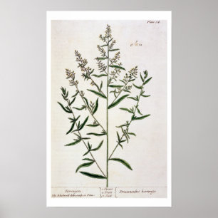Poster Tarragon, plate 116 from A Curious Herbal, publi