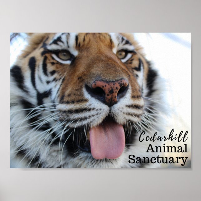 Poster Tashara3 (Devant)