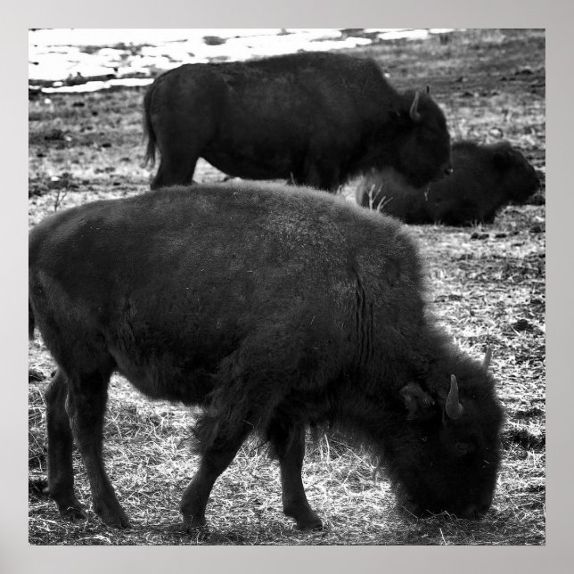 Poster Tatanka (Devant)