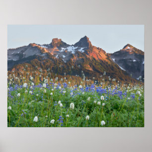 Poster Tatoosh Range et fleurs sauvages   Mt. Rainier