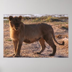 Poster Tau, Lion, Photo