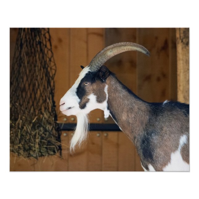 Poster Tauernschecken-Ziege (Devant)